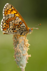 Close-up of a knapweed fritillary (Melitaea phoebe), spain