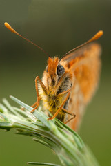 Close-up of a knapweed fritillary (Melitaea phoebe), spain