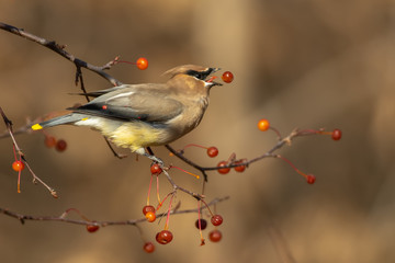 Cedar Waxwing taken in southern MN