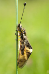 close-up of Ascalaphus libelluloides, Owlfly