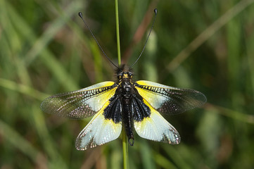close-up of Ascalaphus libelluloides, Owlfly