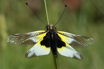 Fototapeta na wymiar close-up of Ascalaphus libelluloides, Owlfly