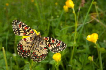 Spanish Festoon Butterfly Zerynthia rumina
