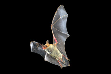Flying bat with black background, Myotis myotis