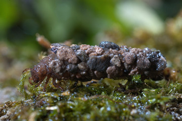 frigánea, Caddisfly larvae under the water in the built home. Trichoptera. (Caddisfly).River habitat