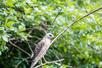 adler in den everglades