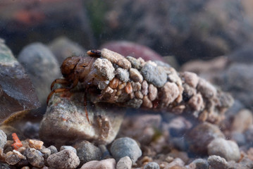 frigánea, Caddisfly larvae under the water in the built home. Trichoptera. (Caddisfly).River...