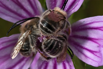 Group of bees on a flower