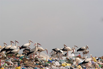 Group of white stork in the garbage, Ciconia ciconia