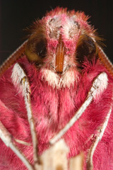 Fototapeta premium hawk moth (Deilephila porcellus) close-up