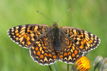 Heath Fritillary, Melitaea athalia resting on the grass, butterfly