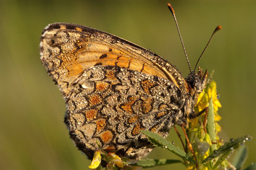 Heath Fritillary, Melitaea athalia resting on the grass, butterfly