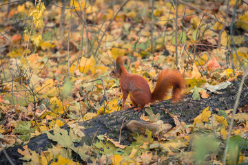 Red little squirrel on a tree autumn