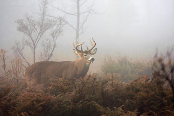 White-tailed deer buck with huge neck walking through the foggy woods during the rut in autumn in...