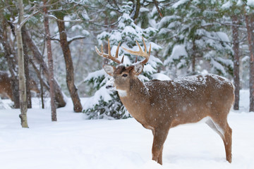 White-tailed deer buck with snow on his nose standing in the falling snow during the rut season in Canada