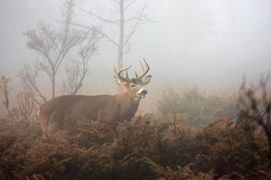 Fototapeta White-tailed deer buck with huge neck walking through the foggy woods during the rut in autumn in Canada