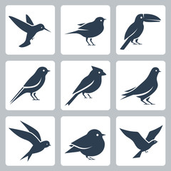 Birds vector icon set