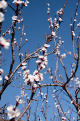 Apricot Flower