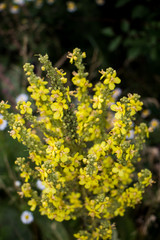 Agrimonia eupatoria also named as common agrimony, church steeples or sticklewort. 
