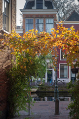 Fototapeta na wymiar Tree trim and blurred panoramic image of the city of Leiden
