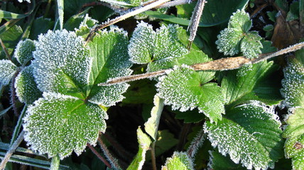  frost on strawberry leaves