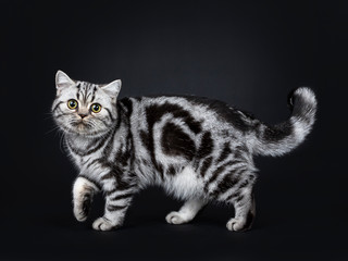 Cute little black silver blotched British Shorthair cat kitten standing / walking with one paw up, looking at lense with wide open eyes. Isolated on black background.