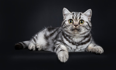 Naklejka na ściany i meble Cute little black silver blotched British Shorthair cat kitten laying down side ways, looking innocent beside camera with wide open eyes. Isolated on black background.