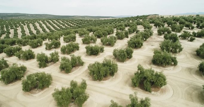 Olive trees field in Jaen Andalusia Spain