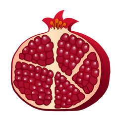 Burgundy red half of pomegranate isolated on white background. Vector illustration.