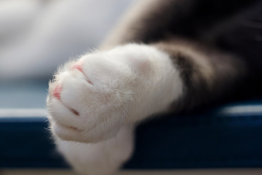 the cat is sleeping, crossing her paws with pink pads