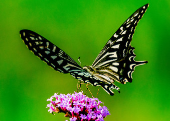 The swallowtail butterfly on the flower.