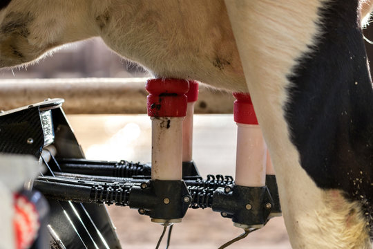 Holstein Friesian Cattle In Milking Robot