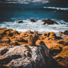 Squirrel at Pacific Ocean, Pebble Beach