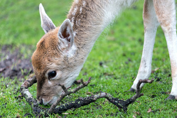 grazing fallow deer fawn