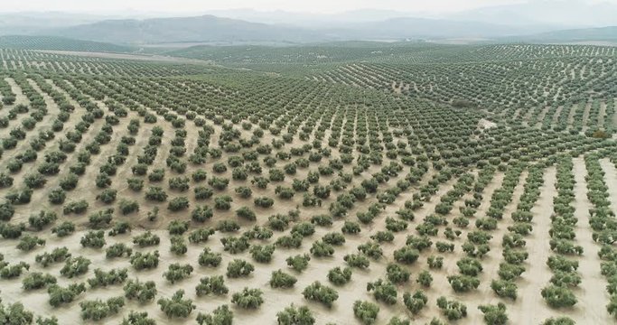 Olive trees field in Jaen Andalusia Spain