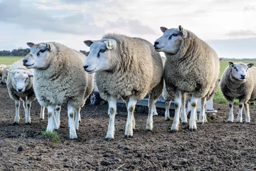 Papier Peint photo Moutons moutons à l& 39 île néerlandaise de Texel