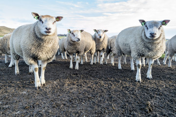 sheep at the Dutch island of Texel - obrazy, fototapety, plakaty