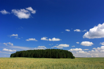 Trees in the field