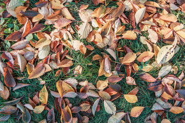 Fallen leaves on green grass under sunshine. Foliage on green grass for your background. Autumn time concept