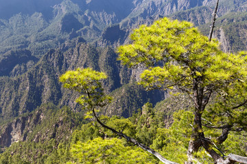 Canarian Pines at Caldera de Taburiente in La Palma, Canaruy Islands