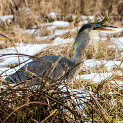 Great Blue Heron eating a Pike