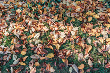 Fallen leaves on green grass under sunshine. Foliage on green grass for your background. Autumn time concept