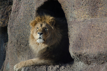 Lion eye view close-up