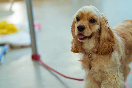 young and beautiful dog. dog is sitting and watching somewher