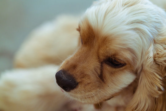young and beautiful dog. dog is sitting and watching somewher