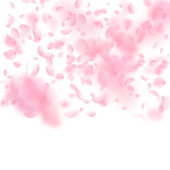 Sakura petals falling down. Romantic pink flowers 
