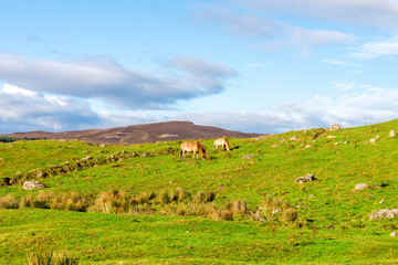 Scottish landscape with Przewalski's wild horses grazing in Highland Wildlife Safari Park