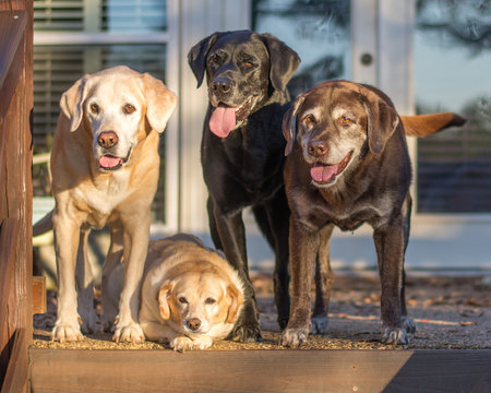 A group of four dogs standing on the deck of their backyard