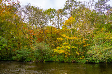 Trees and reflection in Owenriff river