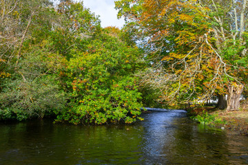 Trees and reflection in Owenriff river